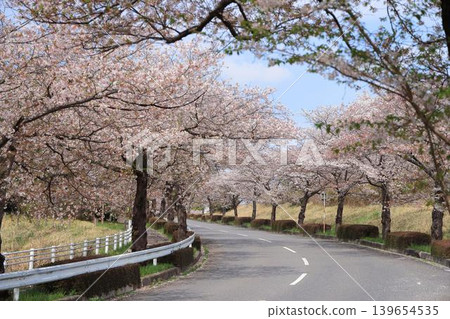 Cherry blossom trees in the Tsukuba Minami Okuhara Industrial Park, Ibaraki Prefecture Cherry blossom trees in the Tsukuba Minami Okuhara Industrial Park, Ibaraki Prefecture 139654535