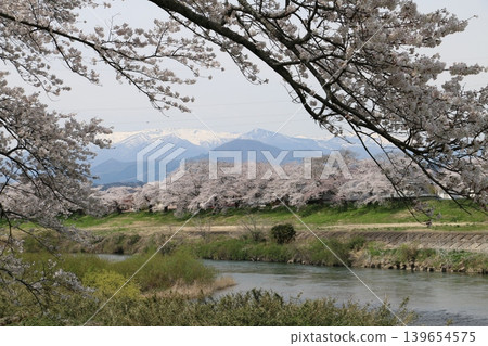 一覽千棵櫻花樹，與白雪皚皚的藏王山脈交相輝映。 139654575