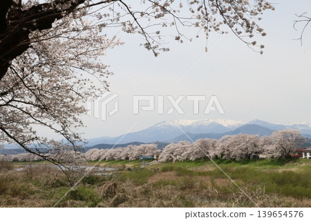 一覽千棵櫻花樹，與白雪皚皚的藏王山脈交相輝映。 139654576