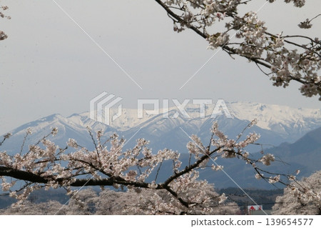 一覽千棵櫻花樹，與白雪皚皚的藏王山脈交相輝映。 139654577