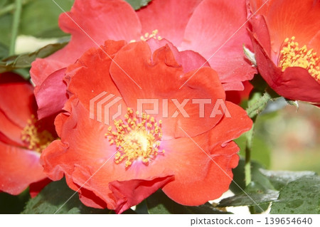 rose	 139654640
