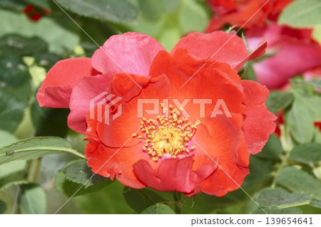 rose	 139654641