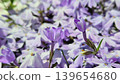 苔蘚福祿考目前正處於開花期。 139654680