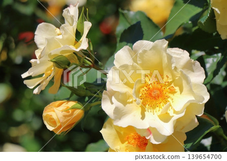 Yellow roses blooming in soft light Yellow roses blooming in soft light 139654700