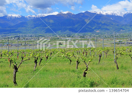 Azumino in May: A vineyard overlooking the Northern Alps 139654704