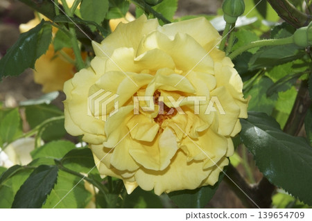 rose rose 139654709