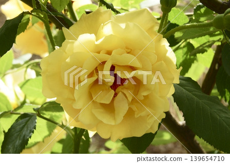 rose rose 139654710