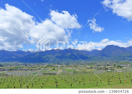 Azumino in May: A vineyard overlooking the Northern Alps 139654726
