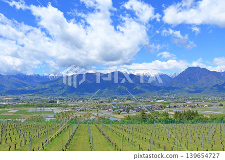 Azumino in May: A vineyard overlooking the Northern Alps 139654727