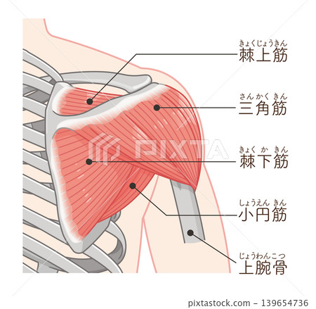 從後面看三角肌 從後面看三角肌 139654736