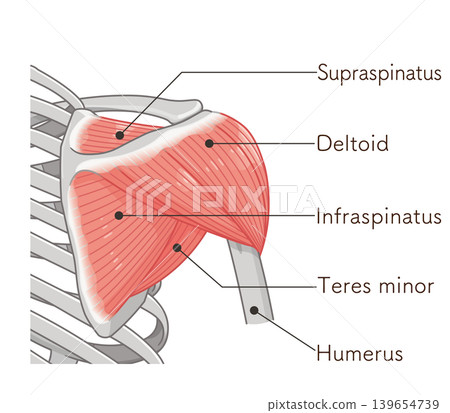 Deltoid muscle seen from the back Deltoid muscle seen from the back 139654739