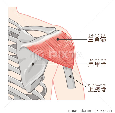 Deltoid muscle seen from the back Deltoid muscle seen from the back 139654743