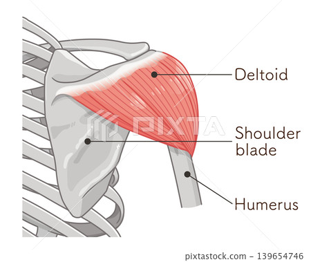 Deltoid muscle seen from the back Deltoid muscle seen from the back 139654746