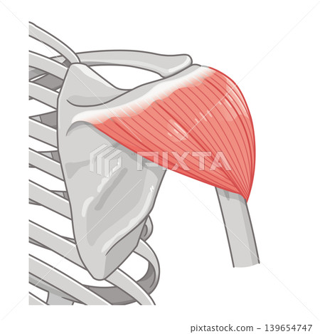 Deltoid muscle seen from the back Deltoid muscle seen from the back 139654747