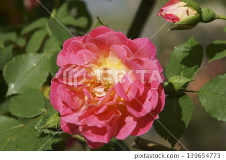 rose rose 139654773