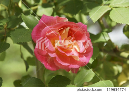 rose rose 139654774