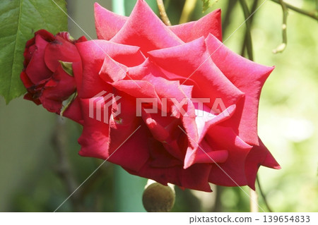 rose	 139654833