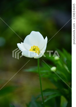 Japanese sunflower flower Japanese sunflower flower 139654845