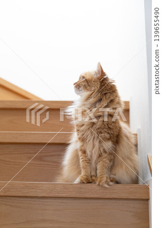A tabby cat sits on a wooden staircase where natural light streams in, looking to the side. A tabby cat sits on a wooden staircase where natural light streams in, looking to the side. 139655490