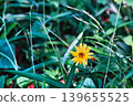 Small yellow wildflowers blooming in the grass 139655525