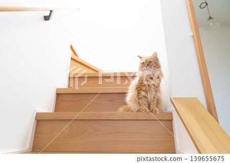 A tabby cat sitting on a wooden staircase, looking at me. A tabby cat sitting on a wooden staircase, looking at me. 139655675