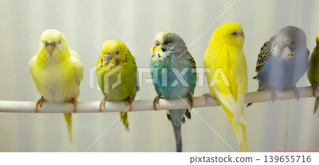 Multicolored budgies perching in birdcage in pet shop Multicolored budgies perching in birdcage in pet shop 139655716