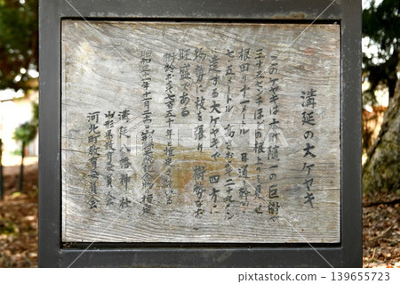 【位於山形縣河北町水之邊八幡神社的大櫸樹資訊牌,樹齡約750年,是山形縣指定的天然紀念物】 【位於山形縣河北町水之邊八幡神社的大櫸樹資訊牌,樹齡約750年,是山形縣指定的天然紀念物】 139655723