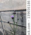 Purple thistle flowers blooming by the roadside 139656186