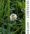 White clover 139656190