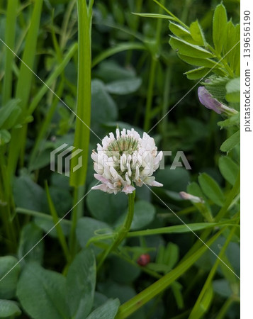 White clover White clover 139656190