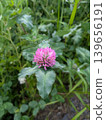 Red clover 139656191