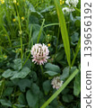 White clover 139656192