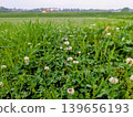 White clover blooming in the meadow 139656193