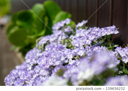 A lovely purple Superbena A lovely purple Superbena 139656232