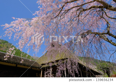 春意盎然的宮山茅草村 春意盎然的宮山茅草村 139656234