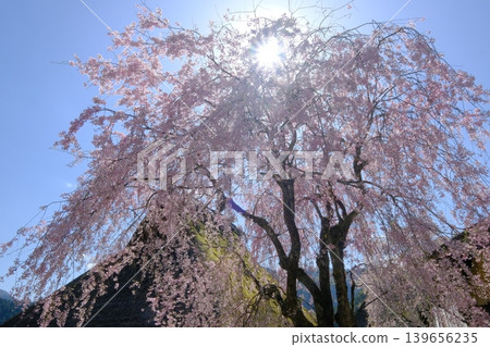 春意盎然的宮山茅草村 139656235