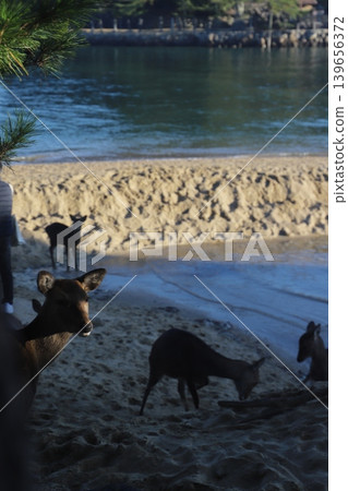 Wild deer inhabiting the grounds of Itsukushima Shrine in Miyajima-cho, Hatsukaichi City, Hiroshima Prefecture, and the scenery of the shrine. Wild deer inhabiting the grounds of Itsukushima Shrine in Miyajima-cho, Hatsukaichi City, Hiroshima Prefecture, and the scenery of the shrine. 139656372