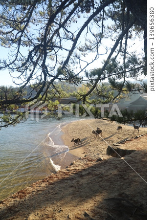 廣島縣初日市宮島町嚴島神社內棲息著野生鹿，以及神社的景色。 139656380