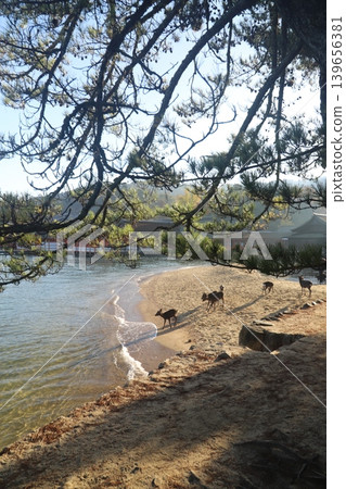 Wild deer inhabiting the grounds of Itsukushima Shrine in Miyajima-cho, Hatsukaichi City, Hiroshima Prefecture, and the scenery of the shrine. 139656381