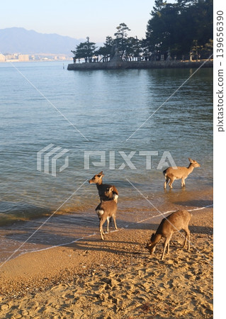 Wild deer inhabiting the grounds of Itsukushima Shrine in Miyajima-cho, Hatsukaichi City, Hiroshima Prefecture, and the scenery of the shrine. Wild deer inhabiting the grounds of Itsukushima Shrine in Miyajima-cho, Hatsukaichi City, Hiroshima Prefecture, and the scenery of the shrine. 139656390