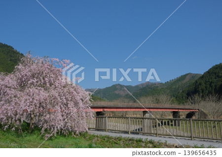 Spring scenery along the Yura River in Miyama thatched-roof village 139656435