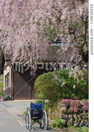 Wheelchairs and cherry blossom viewing Wheelchairs and cherry blossom viewing 139656459