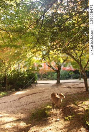 A deer walking with autumn leaves in the background near Momijidani (Maple Valley) at Itsukushima Shrine in Miyajima-cho, Hatsukaichi City, Hiroshima Prefecture. A deer walking with autumn leaves in the background near Momijidani (Maple Valley) at Itsukushima Shrine in Miyajima-cho, Hatsukaichi City, Hiroshima Prefecture. 139656471