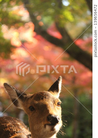 A deer walking with autumn leaves in the background near Momijidani (Maple Valley) at Itsukushima Shrine in Miyajima-cho, Hatsukaichi City, Hiroshima Prefecture. A deer walking with autumn leaves in the background near Momijidani (Maple Valley) at Itsukushima Shrine in Miyajima-cho, Hatsukaichi City, Hiroshima Prefecture. 139656472