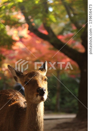 A deer walking with autumn leaves in the background near Momijidani (Maple Valley) at Itsukushima Shrine in Miyajima-cho, Hatsukaichi City, Hiroshima Prefecture. A deer walking with autumn leaves in the background near Momijidani (Maple Valley) at Itsukushima Shrine in Miyajima-cho, Hatsukaichi City, Hiroshima Prefecture. 139656473
