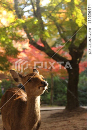 A deer walking with autumn leaves in the background near Momijidani (Maple Valley) at Itsukushima Shrine in Miyajima-cho, Hatsukaichi City, Hiroshima Prefecture. A deer walking with autumn leaves in the background near Momijidani (Maple Valley) at Itsukushima Shrine in Miyajima-cho, Hatsukaichi City, Hiroshima Prefecture. 139656474