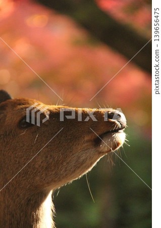 A deer walking with autumn leaves in the background near Momijidani (Maple Valley) at Itsukushima Shrine in Miyajima-cho, Hatsukaichi City, Hiroshima Prefecture. A deer walking with autumn leaves in the background near Momijidani (Maple Valley) at Itsukushima Shrine in Miyajima-cho, Hatsukaichi City, Hiroshima Prefecture. 139656475