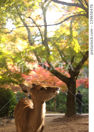 A deer walking with autumn leaves in the background near Momijidani (Maple Valley) at Itsukushima Shrine in Miyajima-cho, Hatsukaichi City, Hiroshima Prefecture. A deer walking with autumn leaves in the background near Momijidani (Maple Valley) at Itsukushima Shrine in Miyajima-cho, Hatsukaichi City, Hiroshima Prefecture. 139656476
