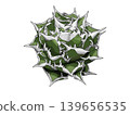 Agave titanota (Large White Agave) 139656535