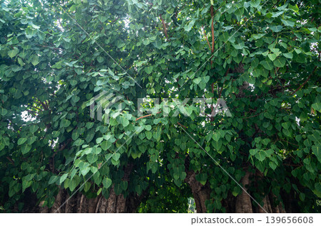 Group of Bodhi tree leaf. It is an important pilgrimage site for Buddhists and they believed Buddha's enlightenment underneath the Bodhi Tree. Group of Bodhi tree leaf. It is an important pilgrimage site for Buddhists and they believed Buddha's enlightenment underneath the Bodhi Tree. 139656608